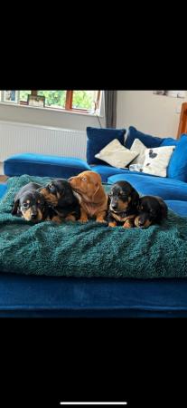 Image 5 of Adorable miniature dachshund puppies