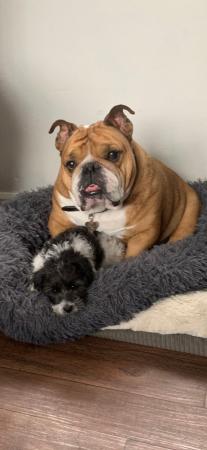Image 1 of Wanted - loving forever family home awaits British bulldog