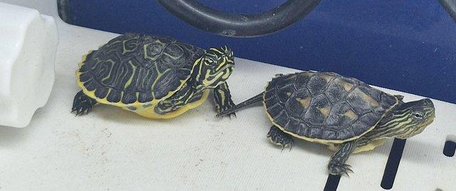 Image 2 of X River Cooter or Musk Turtles Available X