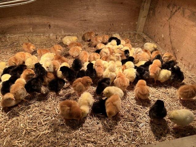 Preview of the first image of Guaranteed female day old chicks(hens chickens) ORGANIC.