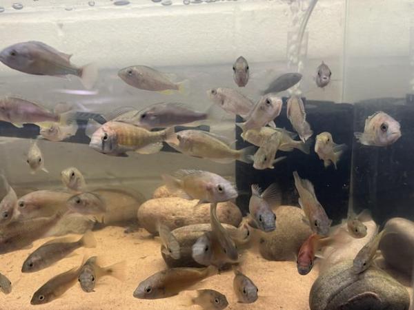 Image 4 of Various tropical fish for sale