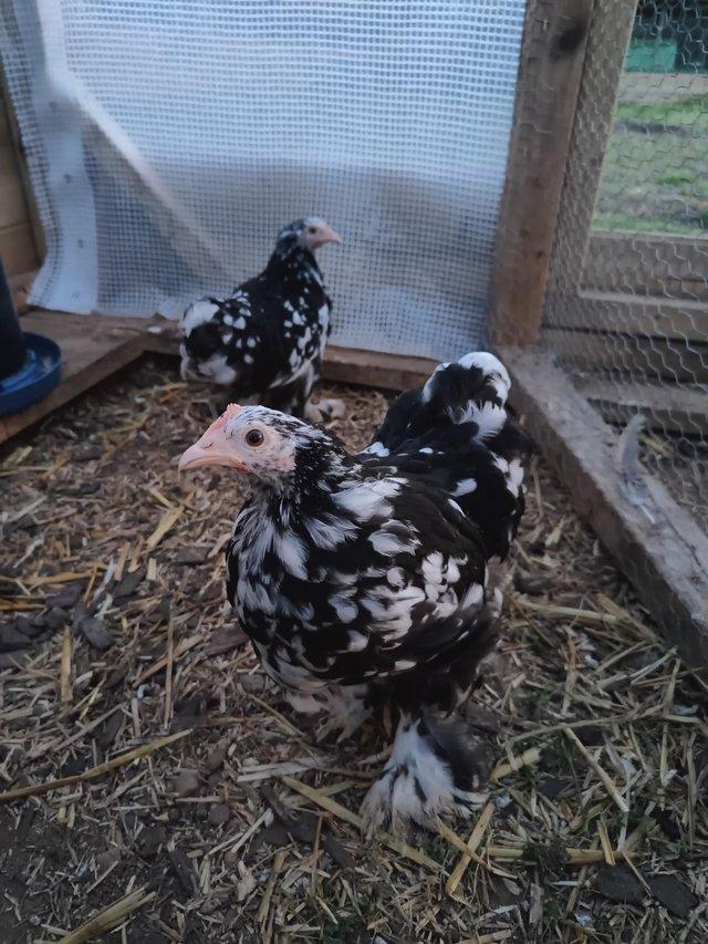 Preview of the first image of POL silkie and pekin pullets.