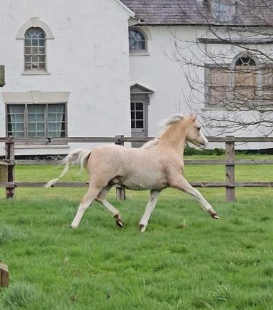 Image 3 of Top class welsh sec a palomino yearling colt