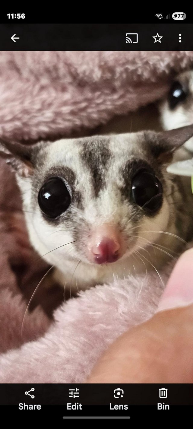 Sugar glider pair. Beautiful. 1 year 3 months — Pets & Animals in Colchester