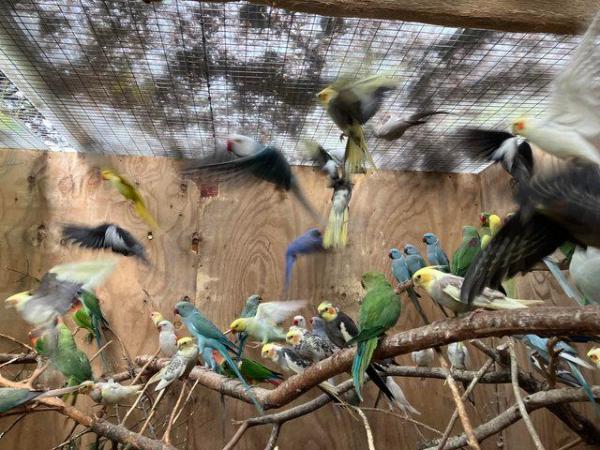 Image 5 of Violet Ringnecked parakeets available