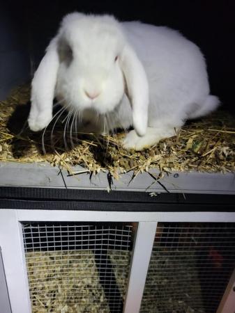 Image 1 of A year old girl bunny. Looking for a new home