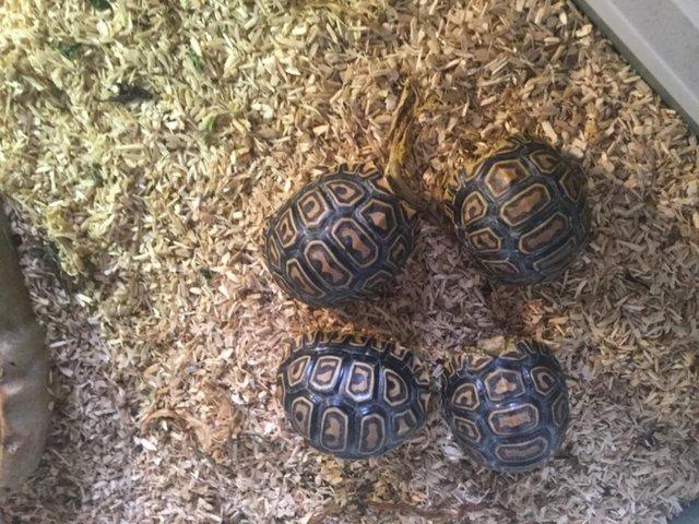 Preview of the first image of leopard tortoise hatchlings.