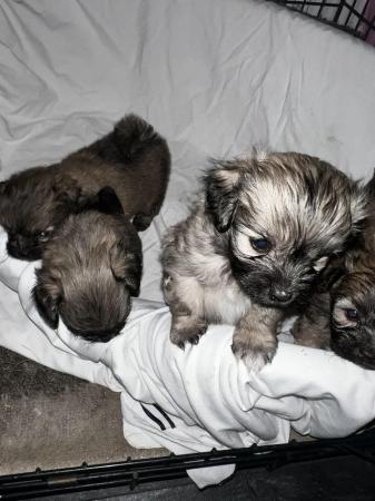 Image 24 of Lhasa apso cross Pomeranian puppies