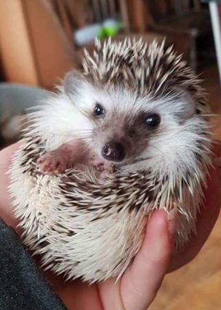 Image 1 of READY NOW..African Pygmy Hedgehog & set up