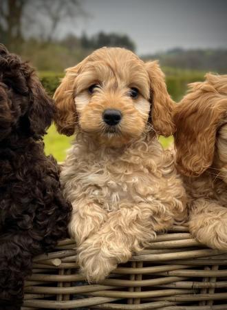 Image 5 of Cockapoo Pups - Only 3 Left