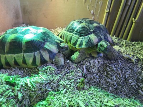 Image 4 of 2 beautiful Mediterranean Tortoises for sale
