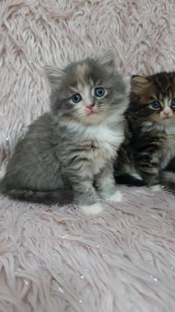 Image 7 of Chinchilla Persian x turkish calico kittens 1 girl left