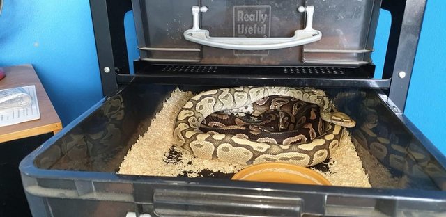 6 snakes 2 vivs 6 stack with all heat mats bowels — photo 2 of 4