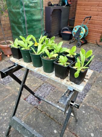 Image 2 of Young auricula plants for sale