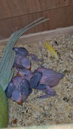 Image 6 of I have ringneck baby's for sale green colour THEY Are READY