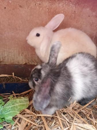 Image 4 of 8wks old gorgeous Mini lops £30 each or two for £55
