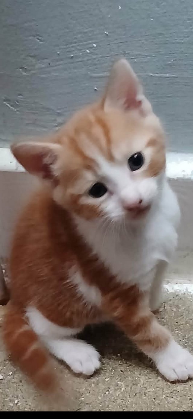 4 kittens looking for there forever homes