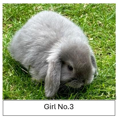 Image 2 of Pure Bred Mini Lop babies