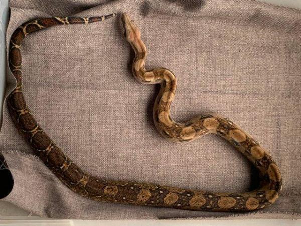 Image 6 of Female dwarf boa constrictor 2 years old