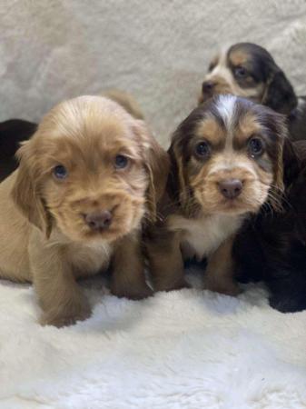 Image 2 of Chocolate and gold cocker spaniel puppies
