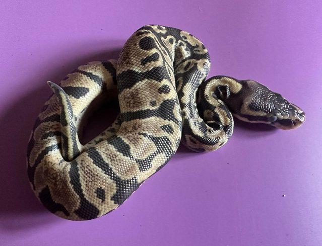 Preview of the first image of Pastel het albino royal python.