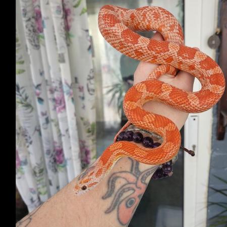 Image 1 of Lots of corn snakes for sale £30 each