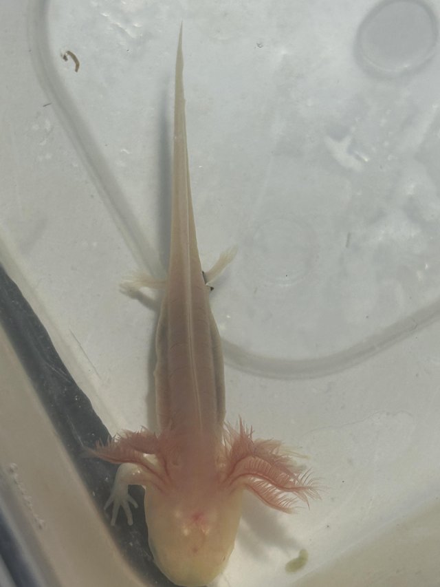 Preview of the first image of leucistic albino axolotls 3 months old.