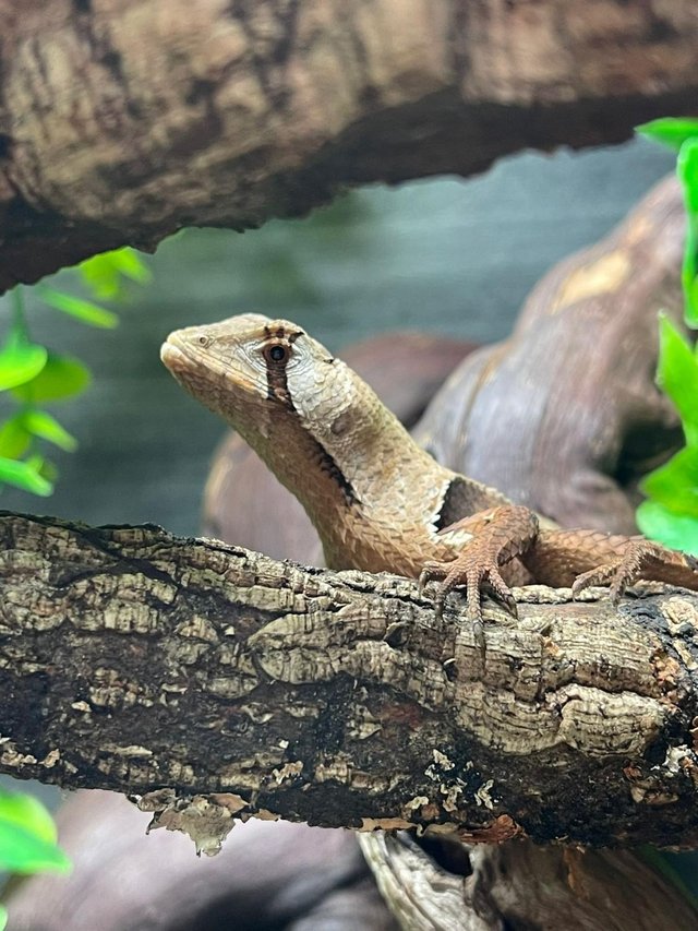 Preview of the first image of Peruvian Leaf Lizards at Birmingham Reptiles.