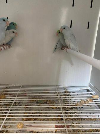 Image 3 of Baby celestial parrotlets ready for new homes