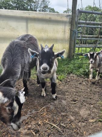 Image 6 of Beautiful Pigmy goat kids of varying colours