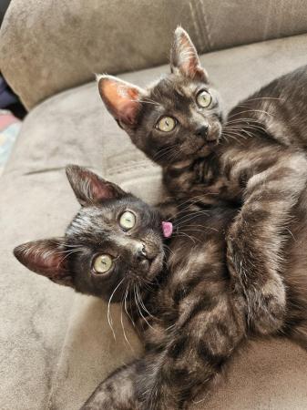 Image 2 of Tica Reg Bengal Kittens for loving home
