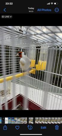 Image 10 of 3 Siberian goldfinch cock 2023