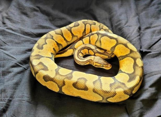 Image 1 of Royal python morphs for sale