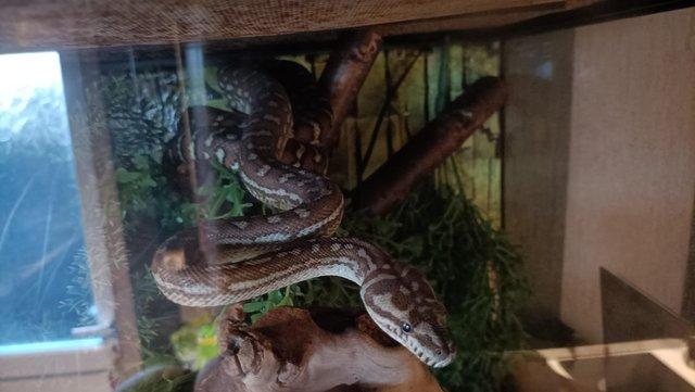 Image 4 of Morelia bredli python & full set up