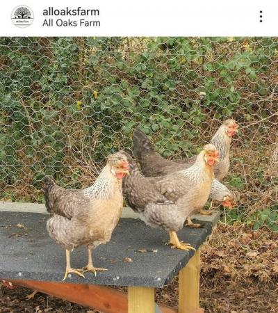 Image 1 of Point of Lay hens available now.