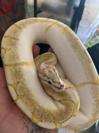 Image 5 of Ball Python Snake Collection For Sale