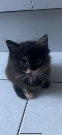 Image 11 of Beautiful fluffy mixed coloured kittens