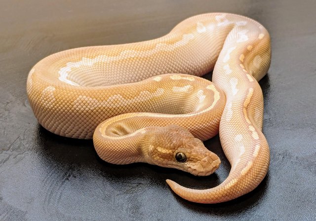 Preview of the first image of CB23 Blackhead Crystal Ball Python.