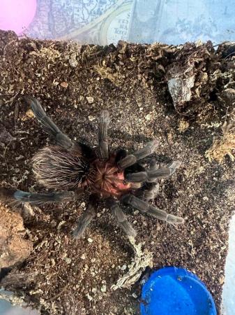 Image 2 of Tarantulas for sale - see sp available