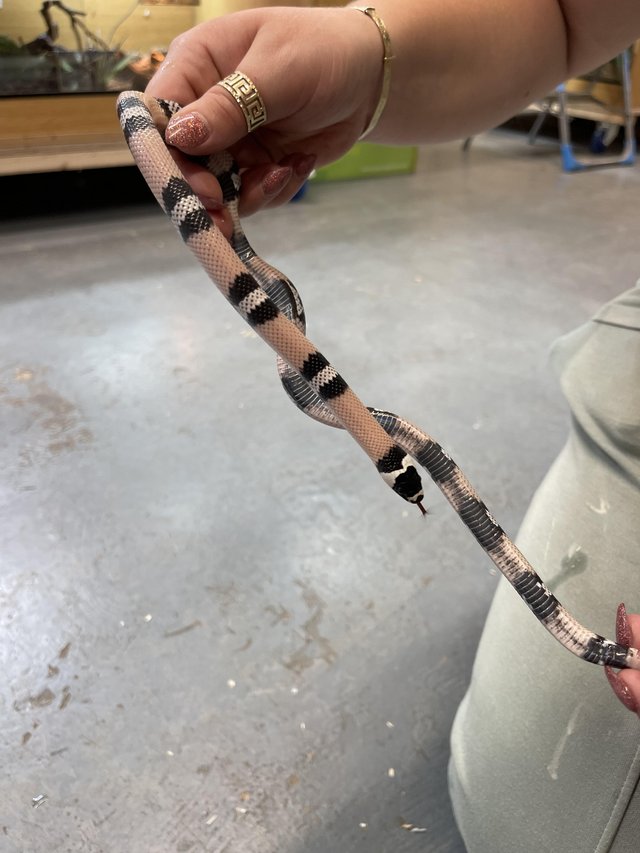 Preview of the first image of Various Milk Snakes At Urban Exotics.