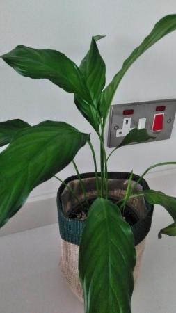 Image 2 of Spathophyllos  Peace Lilly in a sac pot