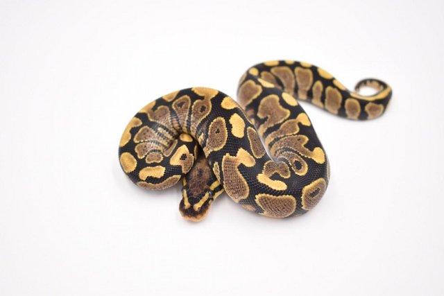 Image 6 of Locally-bred, healthy baby Royal Pythons