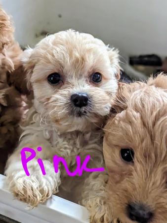 Image 6 of Gorgeous tiny Biewer Terrier x Poodle puppies (only 2 left)