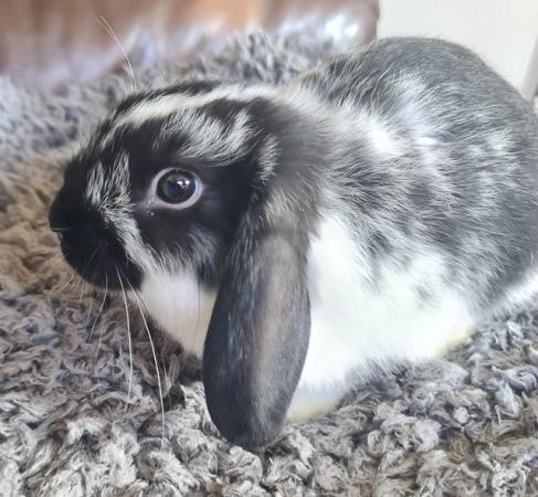 Image 1 of One MALE mini lop cross breed rabbit for sale. READY NOW