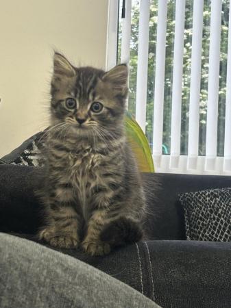 Image 4 of Gorgeous male kitten for sale
