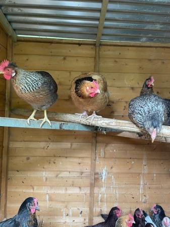 Image 2 of Beautiful Point of Lay Chickens