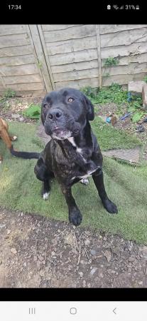 Image 4 of 1 year cane corso cross mastiff , looking for a good home