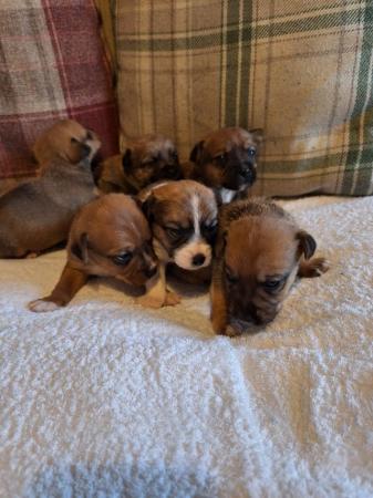 6 stunning Jack Russell puppies from a licenced breeder for sale in Thetford, Norfolk - Image 3