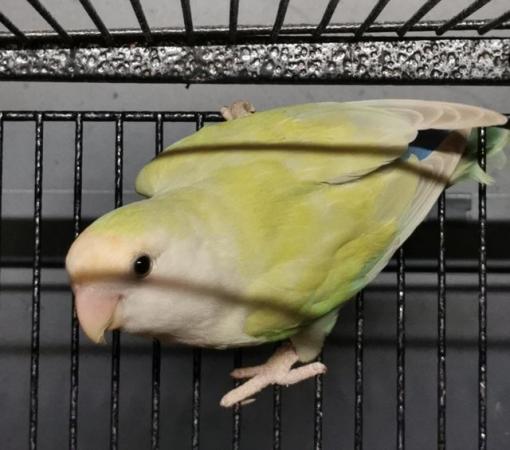 Image 3 of PEACHFACE LOVEBIRDS, Good size and Health y