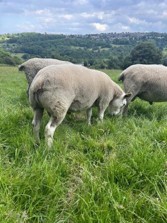 Image 3 of Texel shearling tup for sale